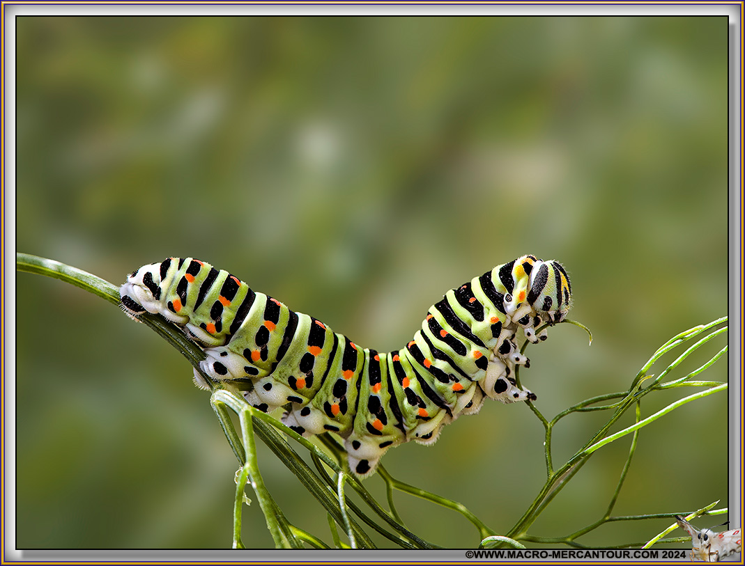 Chenille de Machaon